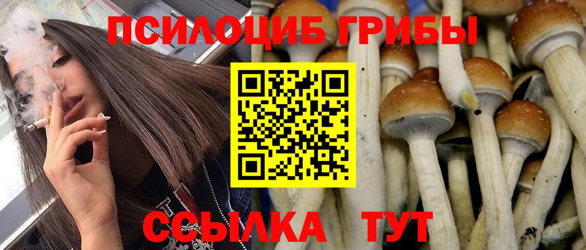 Псилоцибиновые грибы Psilocybine cubensis Сегежа